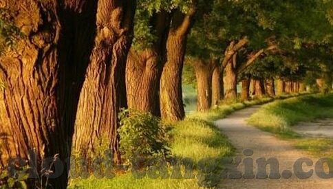 土耳其电影山1中文字幕-土耳其电影山1的视觉与情感之旅，中文字幕下的文化探索